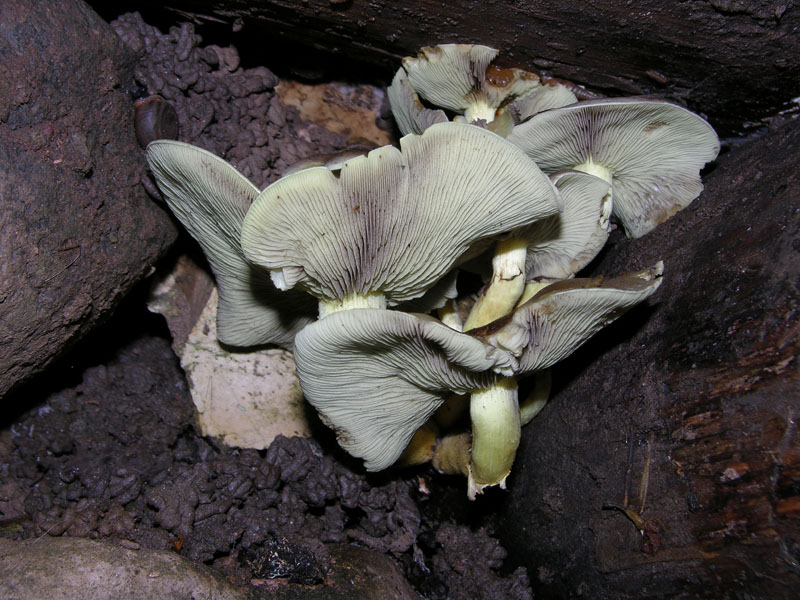 Funghi di oggi.